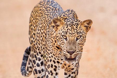 Full-Day Private Akagera National Park Tour with Lunch 