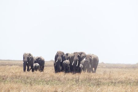6-Day Ndutu Migration Calving Season Safari