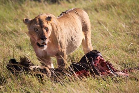 3 Days Tsavo East & Amboseli (2 Nights)
