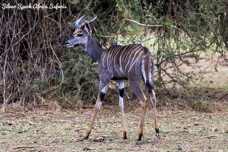 7-Day Amboseli Park, Lake Nakuru, Maasai Mara Park
