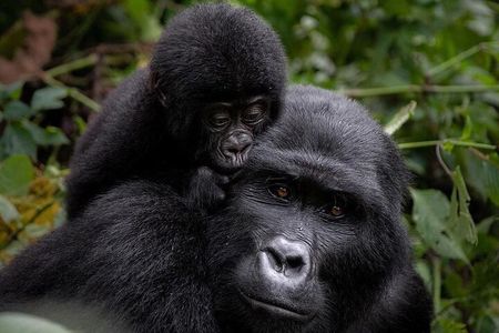 3 Days gorilla trekking Safari tour in Uganda