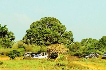 Sinharaja Rainforest & Udawalawe Safari - 2 Days, All Inclusive