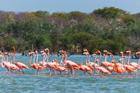 Sanctuary of Flamingos Day Tour 