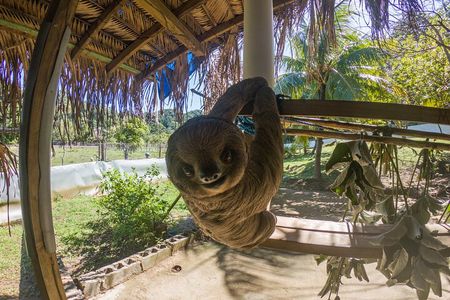 Private Tour to Monkey and Sloth Sanctuary with Optional Add-Ons and Stops