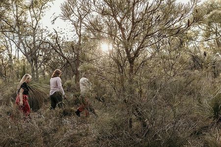 3 Hour Forest Bathing at Kings Park and Botanic Garden