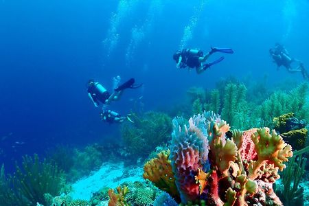 2 Tank Guided Dive half-day