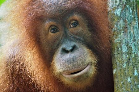 2-Day Jungle Trekking & Rafting in North Sumatra