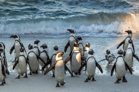 Top 10 Super Tour: Table Mountain, Penguins & Cape of Good Hope Small Group Trip