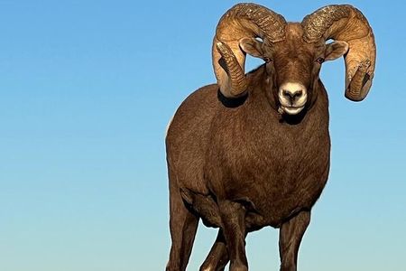 Wildlife Biologist’s Field Expedition: The Badlands Uncovered