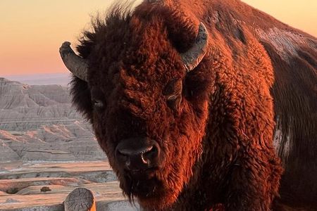 Wildlife Biologist’s Field Expedition: The Badlands Uncovered