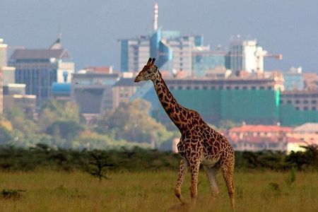 Nairobi National Park Group Shared Tour