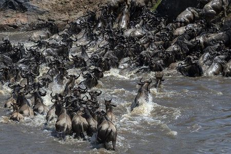 4 Days wildebeest lake nakuru masai mara safari