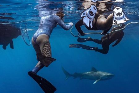 Dive with sharks in Oahu Hawaii: Educational Tour (No cage)