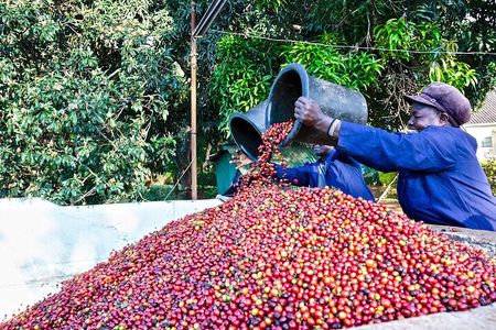 Fairview Estate Coffee Farm Tour with Pick up