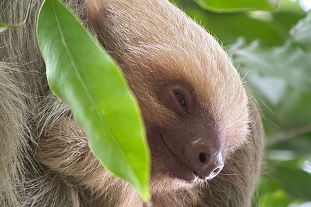 Manuel Antonio with Mauro / Tickets not Included! 