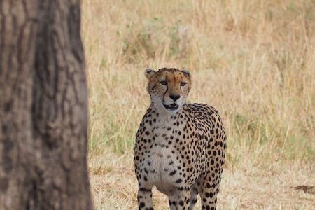 6 Days Maasai Mara, L.Nakuru and L. Naivasha Safari.