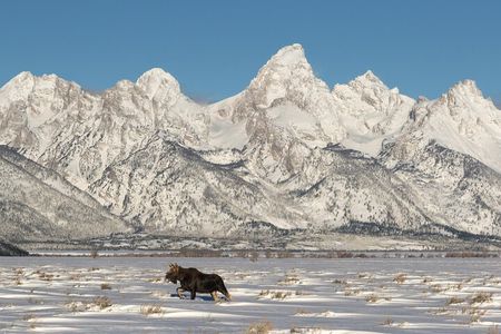 Private All-Day Winter Tour of Grand Teton National Park