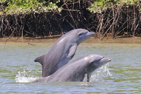 Half-Day Dolphin and Bird Watching in the Mangrove Forest of Puerto del Morro