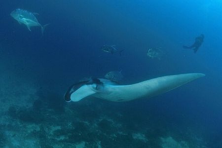 SCUBA Diving tour Racha and Coral islands full day tour 