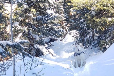 Guided Uinta Forest 3-Mile Hike w/fire + Lunch/charcuterie Stop 