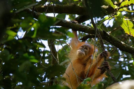 4 Days Bukit Lawang Tour Include 2 Days 1 Night Jungle Treks