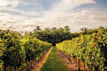 Médoc Region Half-Day Wine Tour with Winery Visit & Tastings from Bordeaux