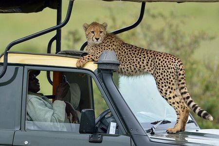 4Days Masai Mara and Lake Nakuru 4X4 Jeep Camping Safari