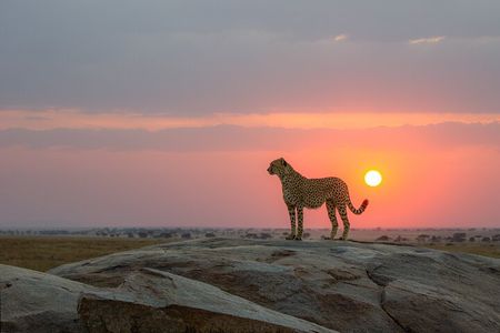 6 Days Tanzania Budget Safari with Serengeti