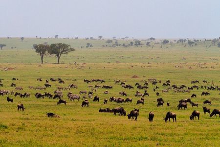 5 Days Budget Safari in Tanzania