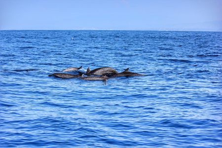 Boat Trip to See Marine Life in Puerto Escondido