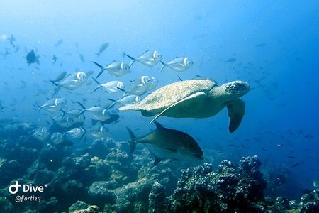 Full Day Tour Pinzon Island + La Fe/Las Palmas - Snorkeling & Fishing
