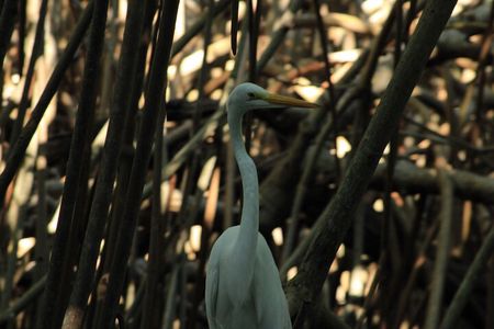 Chacahua Afternoon Journey 