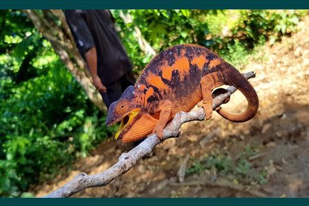 Exclusive Private Tour to Lokobe National Park (Home of the dwarf chameleons)