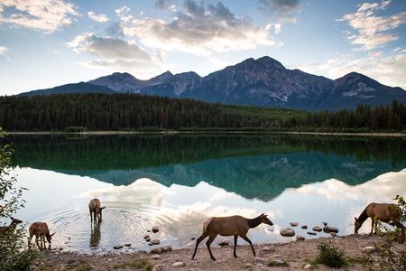 Banff PRIVATE Safari Drive and Custom Nature Walk -4H