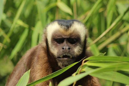 6 Days Tour in Manu National Park / Cusco - Puerto Maldonado