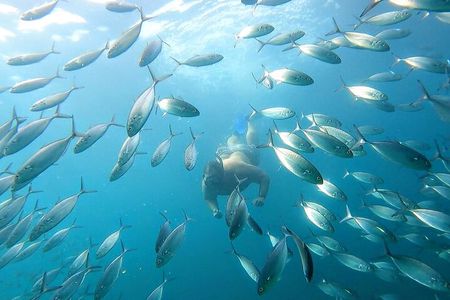 Snorkeling and whale watching Tour in Cabo 