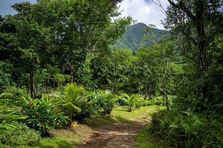 Liamuiga Natural Farm Tour - St.Kitts' Coffee Farm