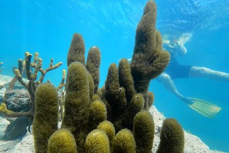 Snorkeling & Kayak Eco-Adventure in Puerto Rico