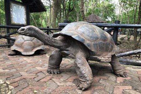 Prison island(Changuu island) & stone town walking tour