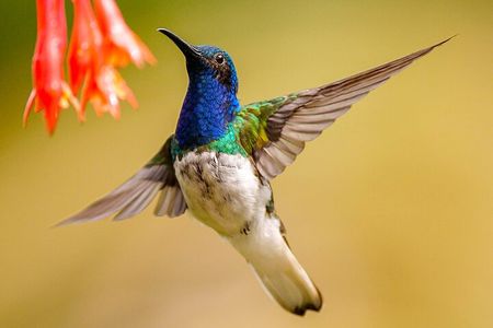 Cali: Bird Watching | Birding in the cloud forest at kilometer 18