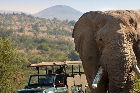 Tala Game Reserve, Phezulu Safari & Natal Park From Durban