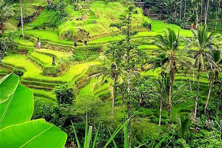 Ubud Cultural & Nature Tour: Temple, Waterfall and Rice Terrace