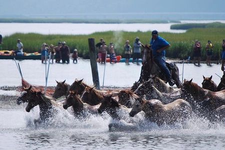 Chincoteague Pony Swim Kayak Tour 2026 with shuttle