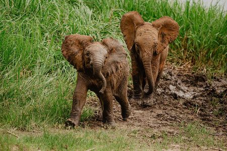 One Day Akagera National Park Big Five Safari