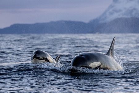 Tromso Skjervoy Whale Watching on RIB Boat with Snack and Drink