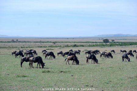  8 Days: Tsavo East National Park Amboseli, Nakuru, Maasai Mara Park