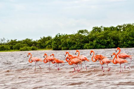 Nature tour by boat in the Natural Reserve in Río Lagartos