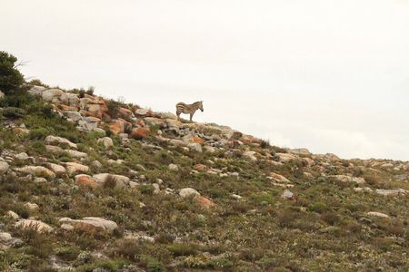  Cape Point and Cape of Good Hope day tour Up to 10 persons
