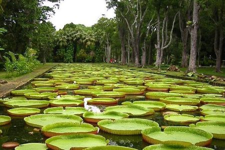 All inclusive Full-Day North of Mauritius Private Tour with lunch