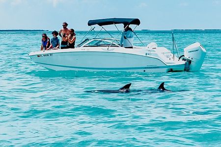 Dolphin & Snorkel